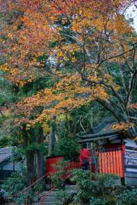 日本京都｜漫山紅葉與花水手的秋日至美。