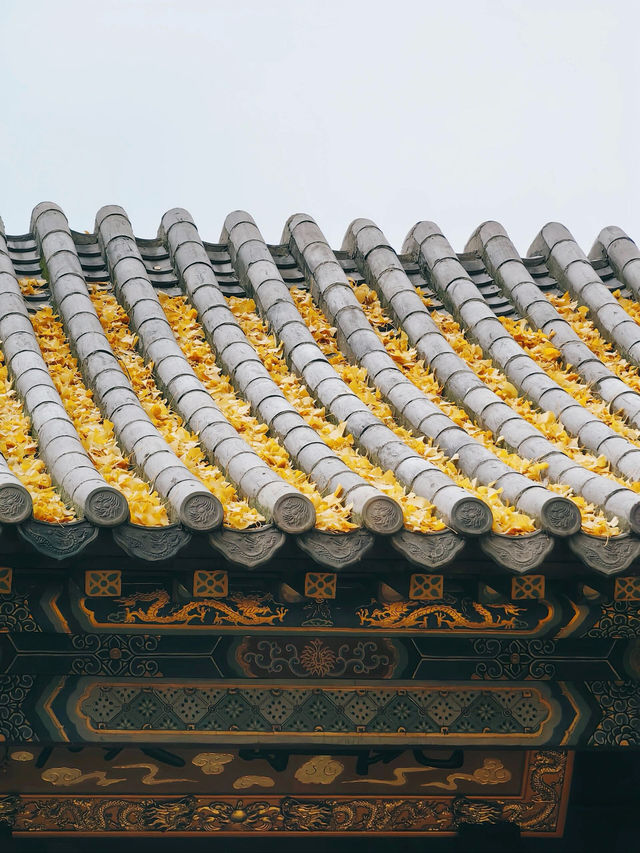 山東泰安普照寺｜這滿地的黃金葉！。