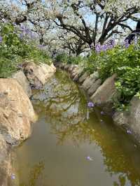 【砀山梨樹王風景區，春日賞花好去處！】。