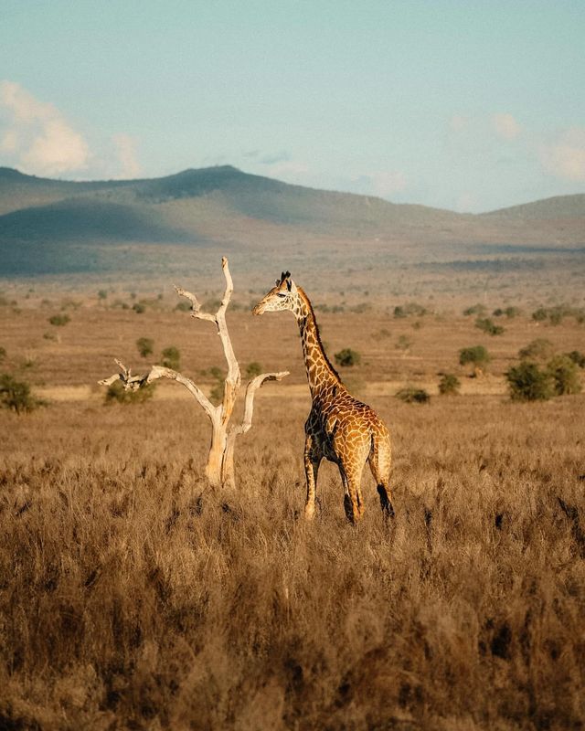 【野性呼喚】肯尼亞狂野之旅：Safari 與海灘的完美邂逅。