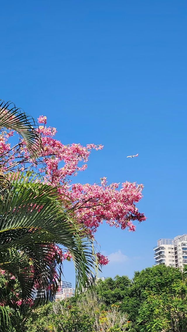 冬天深圳后海中心河公園逛一逛