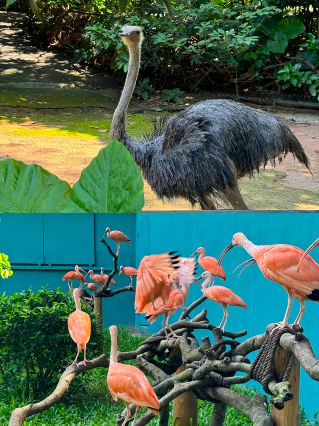 深圳｜野生動物園