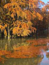 南京池杉湖濕地公園～最佳觀賞路線