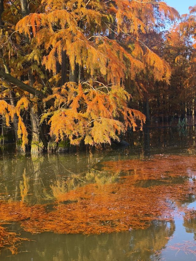 南京池杉湖濕地公園～最佳觀賞路線
