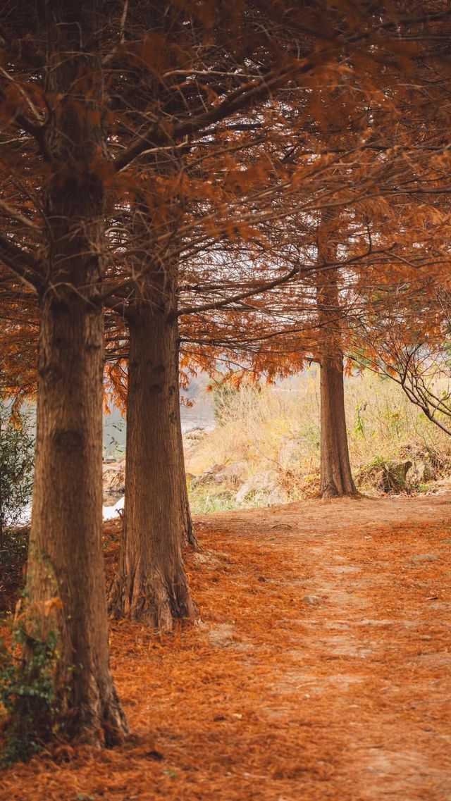 南京無想山｜焦糖色的初冬，打卡落羽紅杉林