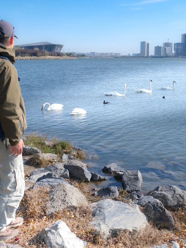 在鄭州，墜入油畫中的天鵝湖