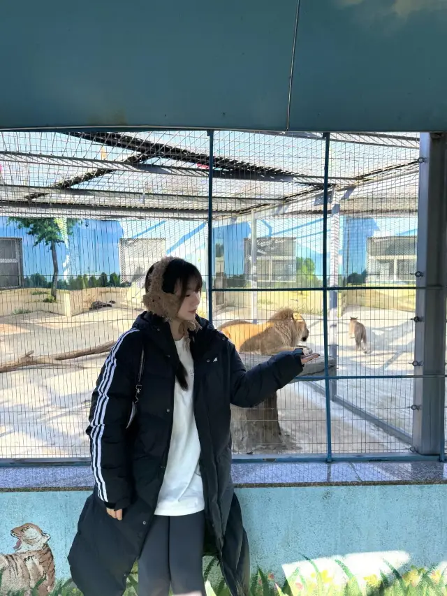 哈爾濱東北虎|||哈爾濱東北虎林園遊玩攻略