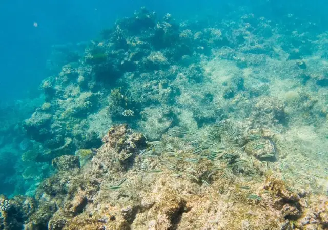 Great Barrier Reef: A Natural Ocean Masterpiece