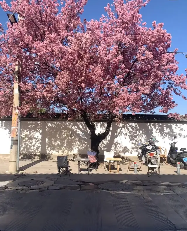 ดอกซากุระเมืองต้าหลี่บานสะพรั่งเต็มที่แล้ว นี่คือเคล็ดลับการชมดอกซากุระ