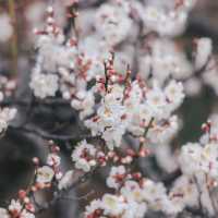 "水戶偕樂園：徜徉在千年梅花的詩意夢境中" 