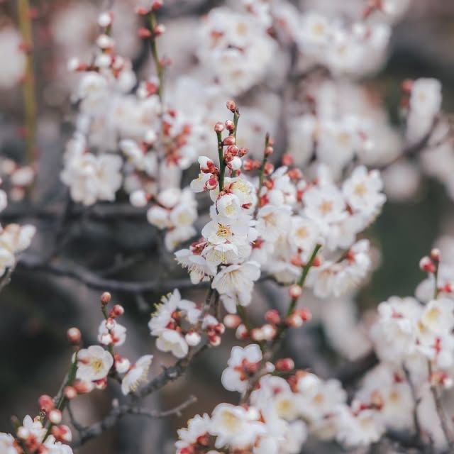 "水戶偕樂園：徜徉在千年梅花的詩意夢境中" 