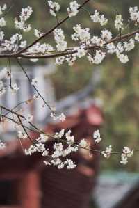 古驛道賞梅
