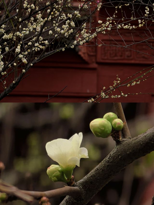快去，罨畫池的梅花不多了