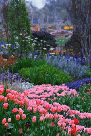 今天簡直是闖入了花的世界，太美了！