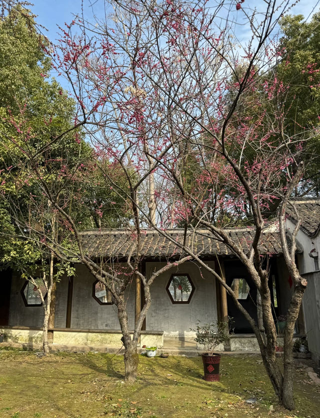 烏村，又到花朵綻放的季節