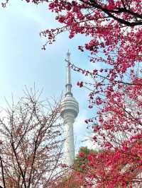 龜山公園的櫻花