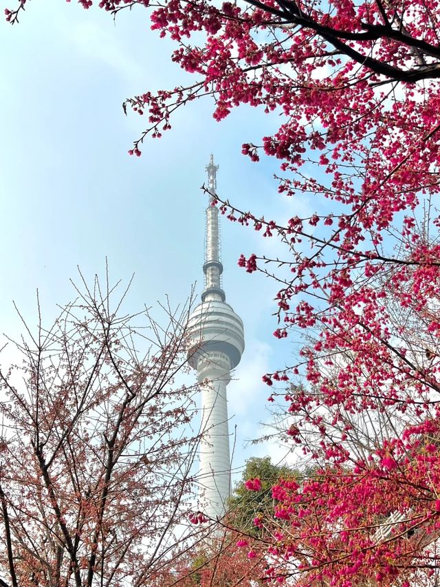 龜山公園的櫻花