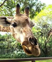 探秘深圳野生動物園，解鎖動物王國新玩法