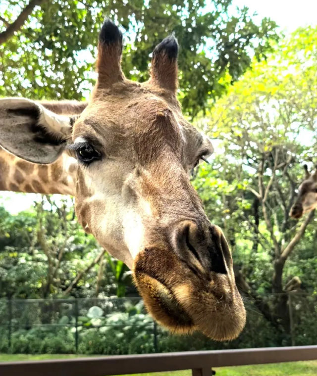 探秘深圳野生動物園，解鎖動物王國新玩法