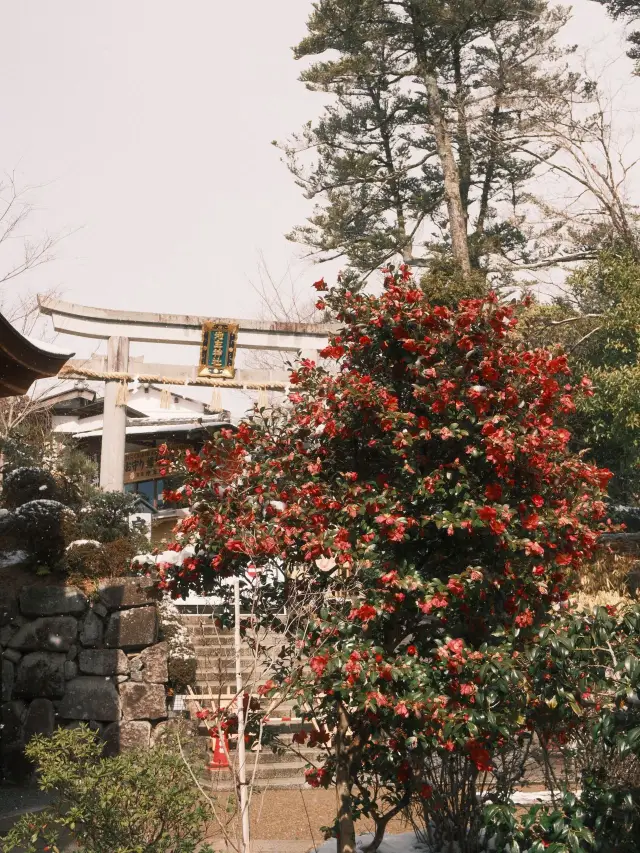 6일 일본 심층 여행, 온천 여행의 필수 코스 완전 정복