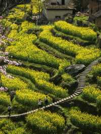 江浙滬衢州觀賞油菜花好去處