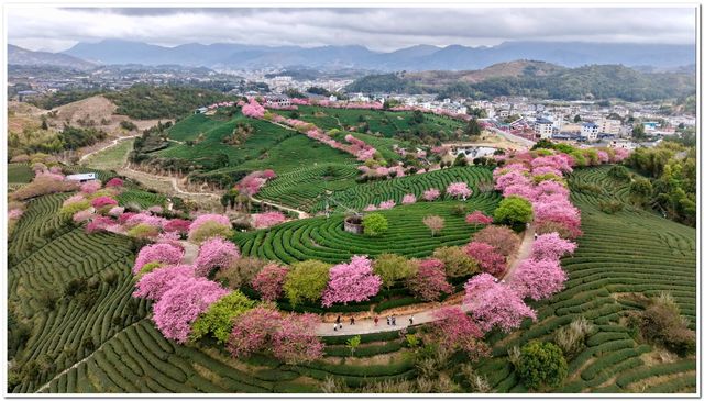 福建龍巖永福櫻花 | 夢幻仙境拍照全攻略