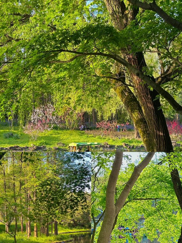 春天的共青森林公園！真的很令人期待！！！