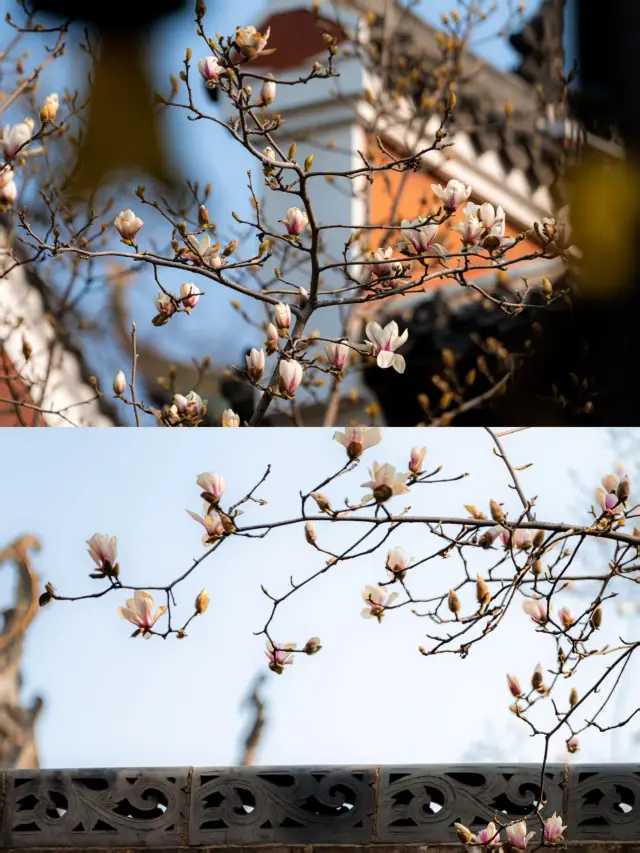 Don't miss out! The magnolia blossoms at Changchun Temple are a once-a-year spectacle.
