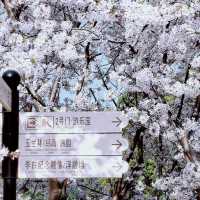 晨櫻漫舞 | 世紀公園的春日秘語🌸