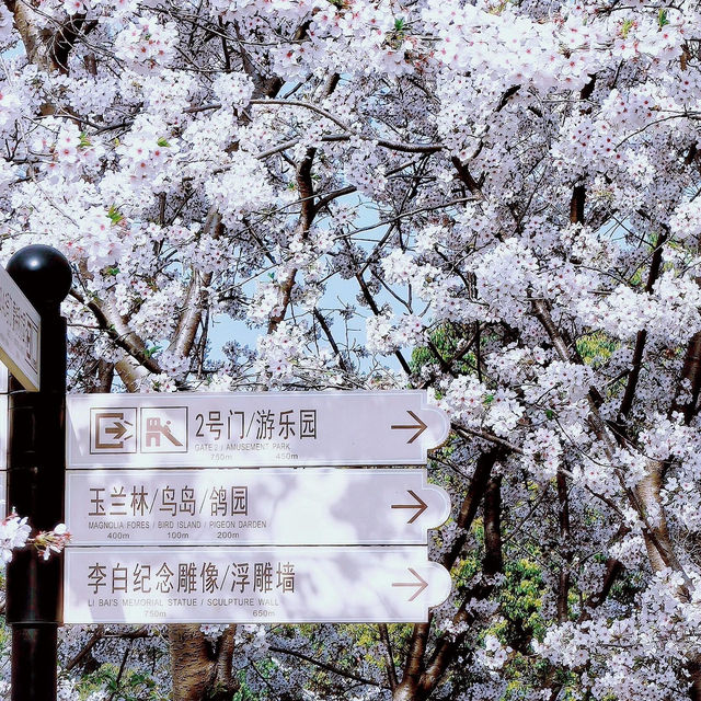 晨櫻漫舞 | 世紀公園的春日秘語🌸