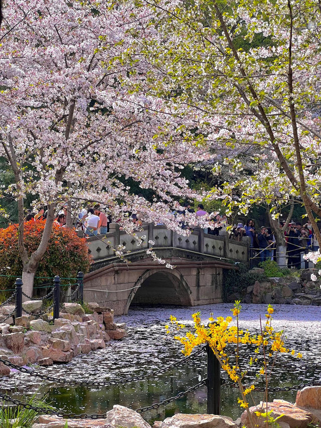 上海｜魯迅公園水上櫻花🌸3月實拍超絕美！