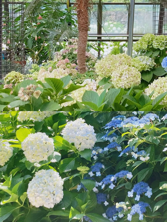 春日繡球花地圖：濟州島篇