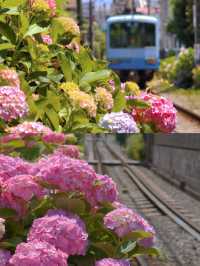 春日繡球花地圖：鎌倉篇