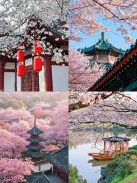 3月份櫻花季一定要去武漢看