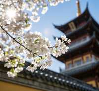 南京櫻花季最詳細攻略