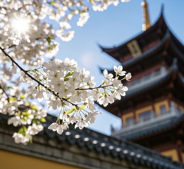 南京櫻花季最詳細攻略 南京櫻花季最詳細攻略