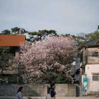 🌸速搶！大阪限定櫻花盛宴，錯過再等一年