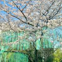 3.20實拍！武漢這個公園美到封神