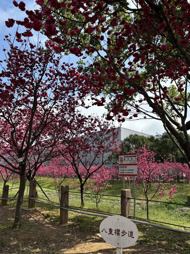 櫻雪武陵，春染山間
