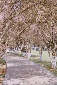 春日來信｜庾園海棠花開