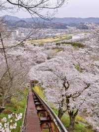 千本櫻舞，春染白石川