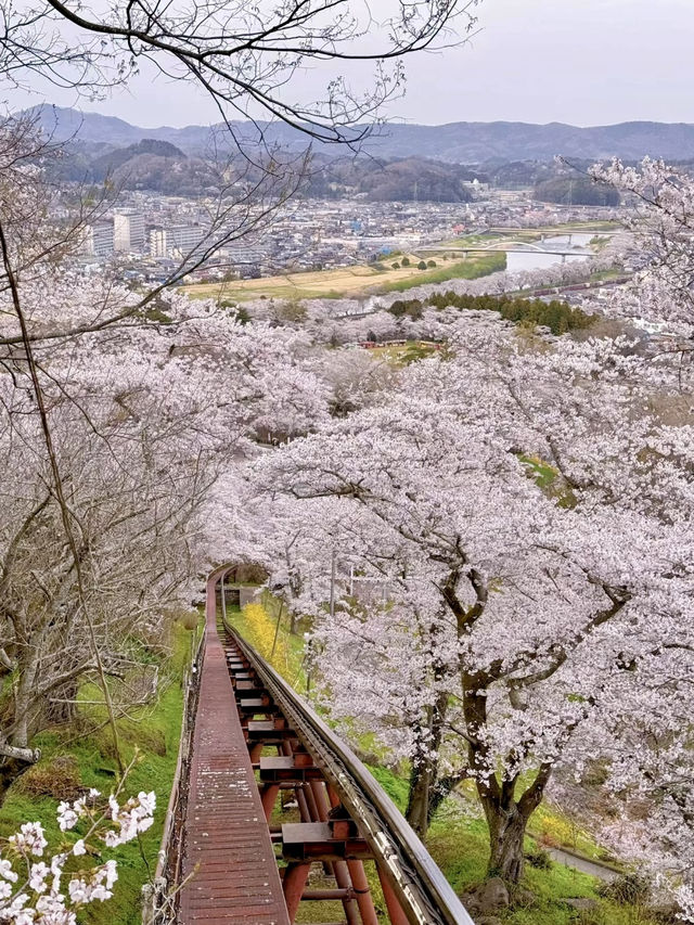 千本櫻舞，春染白石川