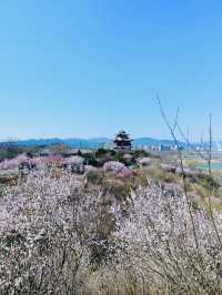 北京園博園6號園｜春天上春山｜園博園桃花谷