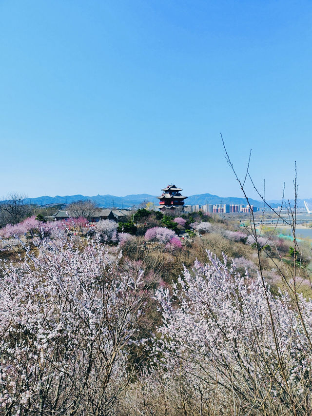 北京園博園6號園｜春天上春山｜園博園桃花谷
