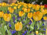 閘北公園更值得去拍春花的三大理由