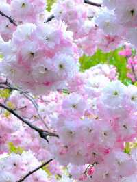 北京賞花了