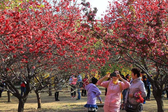 煙台龍口3-5月賞花攻略