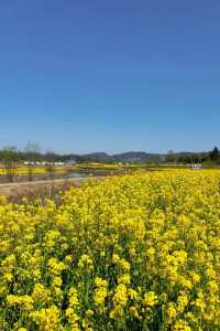 信陽油菜花地圖 | 春日限定的金色浪漫