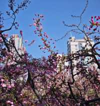 春天嘅格調就係咁靚～淄博人民公園打卡