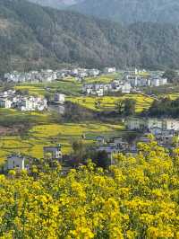 婺源 | 油菜花田的金色童話